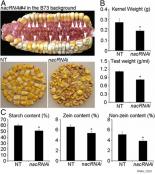Transcription factors controlling the corn quality identified