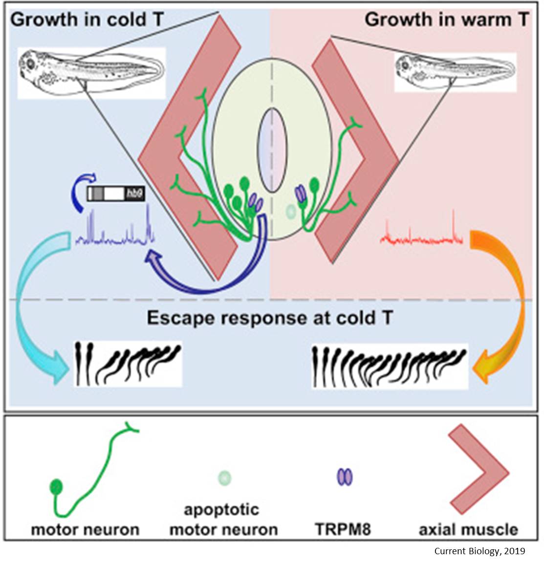 Temperature alters developing nervous system 