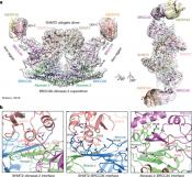 Protein complex structure explains how an immune system become overactive