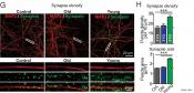Synapse-boosting factors in young blood