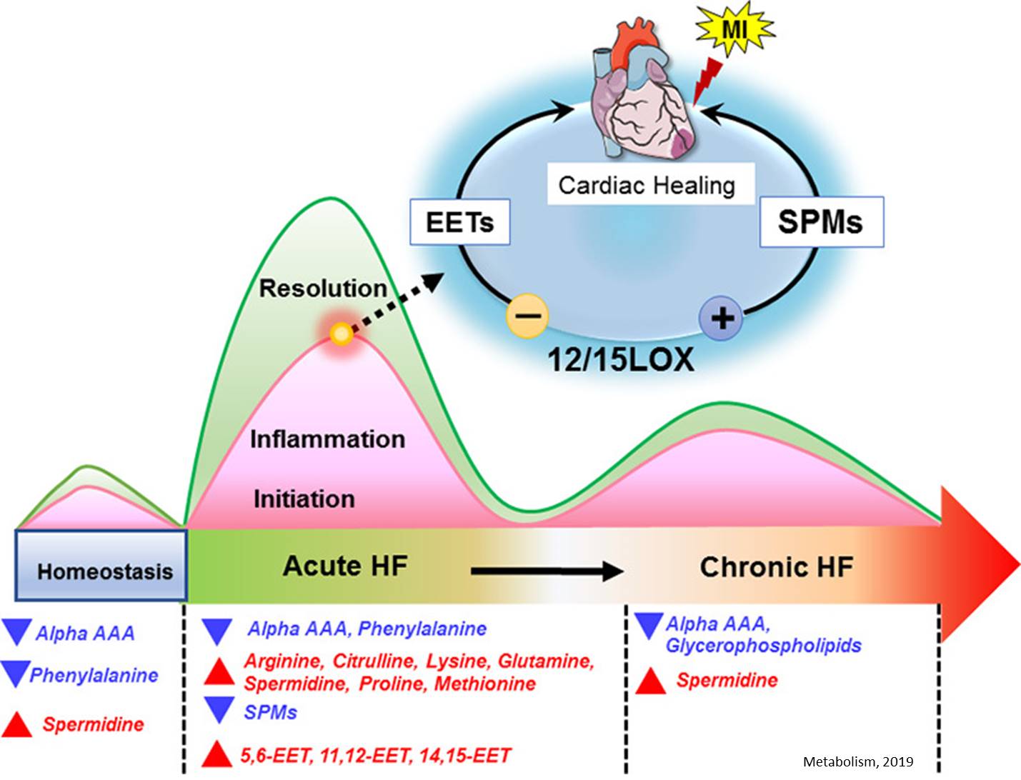 How the enzyme lipoxygenase drives heart failure after heart attacks