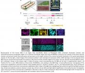 Antibody and drug transport in human microfluidic Blood-Brain Barrier Chip model