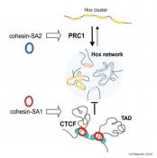 New functions of stem cell protein involved in some tumors and rare diseases