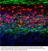 Neural pathway for chronic itch
