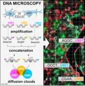 DNA microscopy- a new, non-optical way to visualize DNA, cells, and tissues