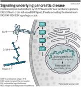 A sugar coating proteins is linked to pancreatitis 