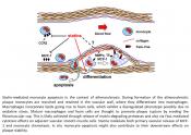 Statins lowered cholesterol levels but not hyperactivity of the immune system