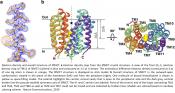 Lactate transporter structure solved