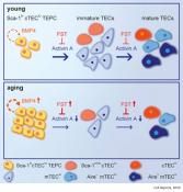 Mechanism of immune system aging