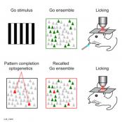 Controlling the visual behavior in a mouse&#039;s brain with optogenetics