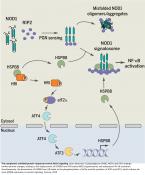 Linking protein misfolding and innate immunity