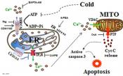 Intracellular Mechanisms of Cold-induced Apoptosis