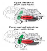 Neighboring cells inhibit regeneration of aged intestinal epithelium