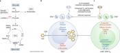 Metabolic reprogramming of immune cells to control HIV infection