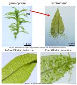 STEMIN transcription factor induces stem cell formation with epigenetic reprogramming in plants