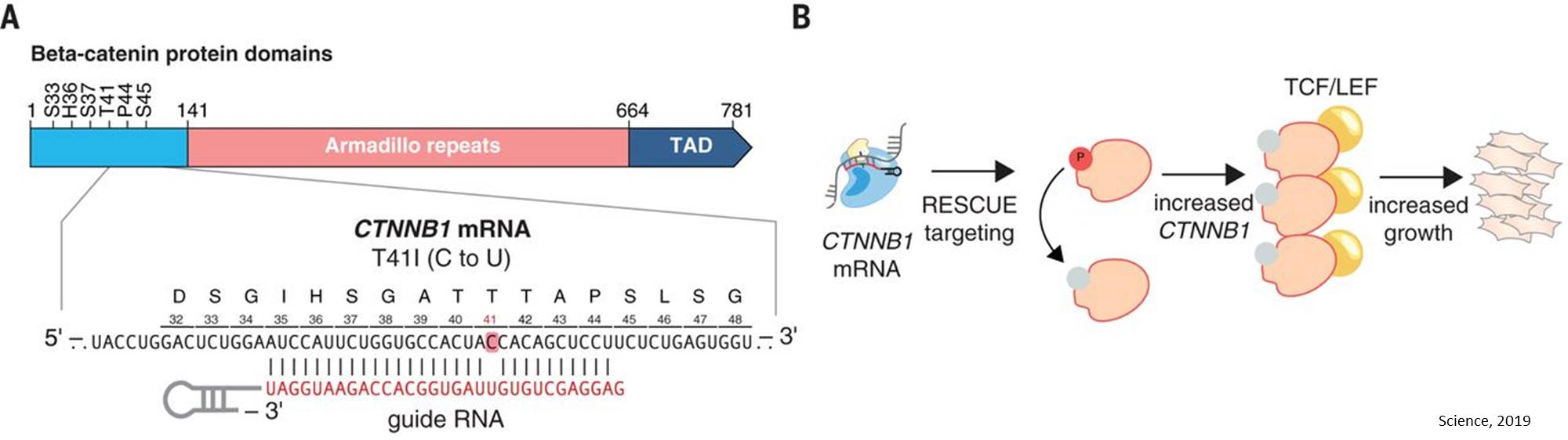 ApoE RNA editing using CRISPR 