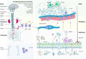 Gut microbes protect against viral induced neurologic damage via microglia