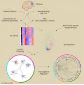 Perturbed Functional Networks in Alzheimer&#039;s Disease