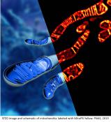 Photostable dye improves superresolution imaging of mitochondria