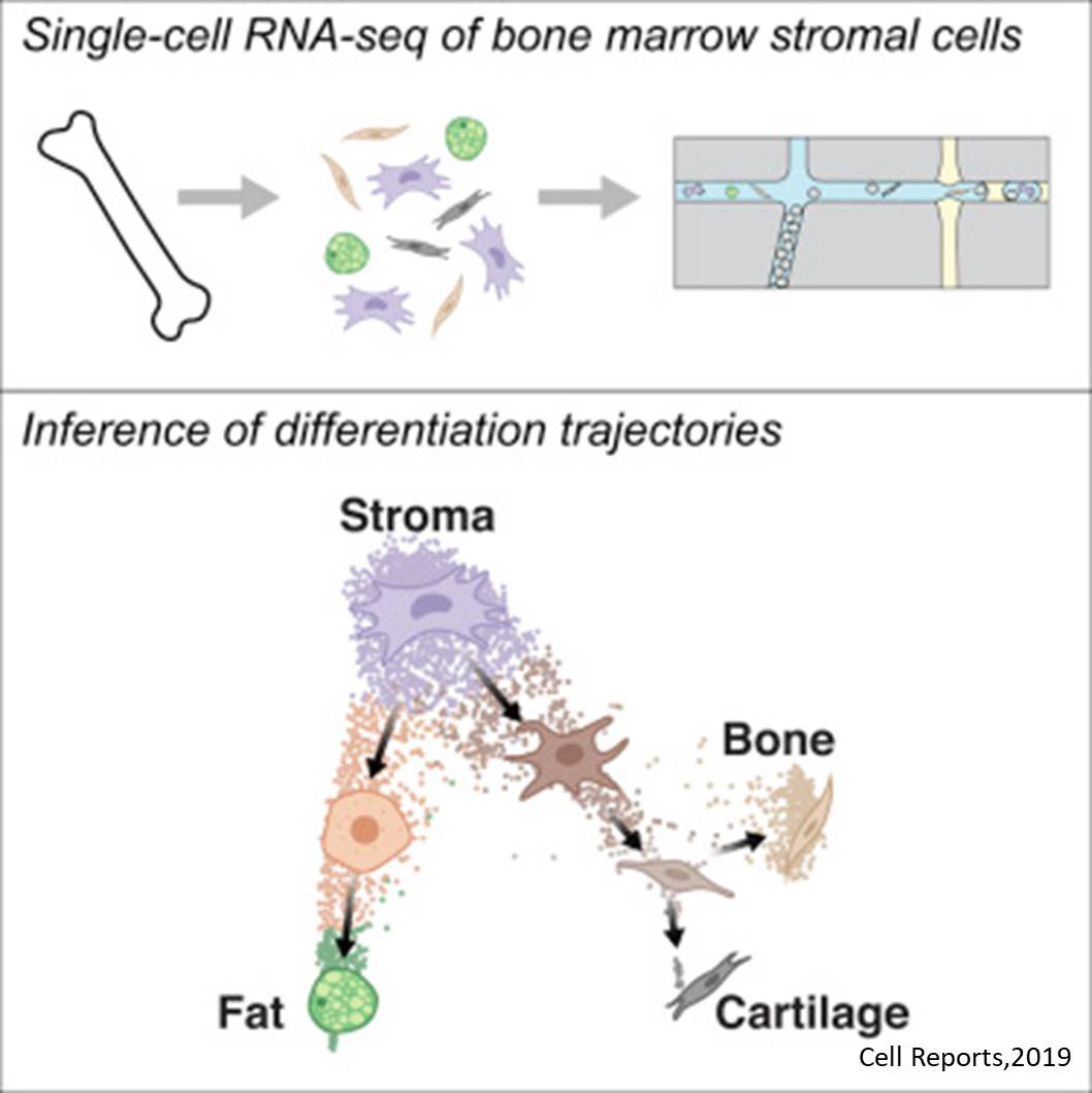 Monitoring the differentiation of bone marrow cells 