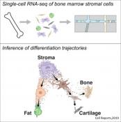 Monitoring the differentiation of bone marrow cells 