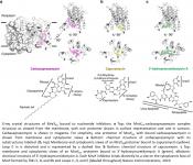 Mechanism of action of antibiotics that inhibit bacterial wall forming protein
