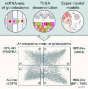 Single-cell sequencing reveals glioblastoma&#039;s shape-shifting nature