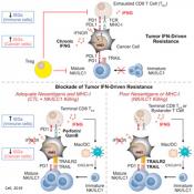 Modulating interferon signaling to control cancer immunotherapy response