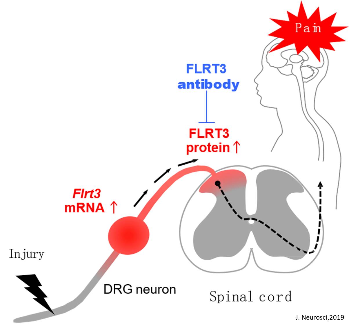 A new protein implicated in neuropathic pain 