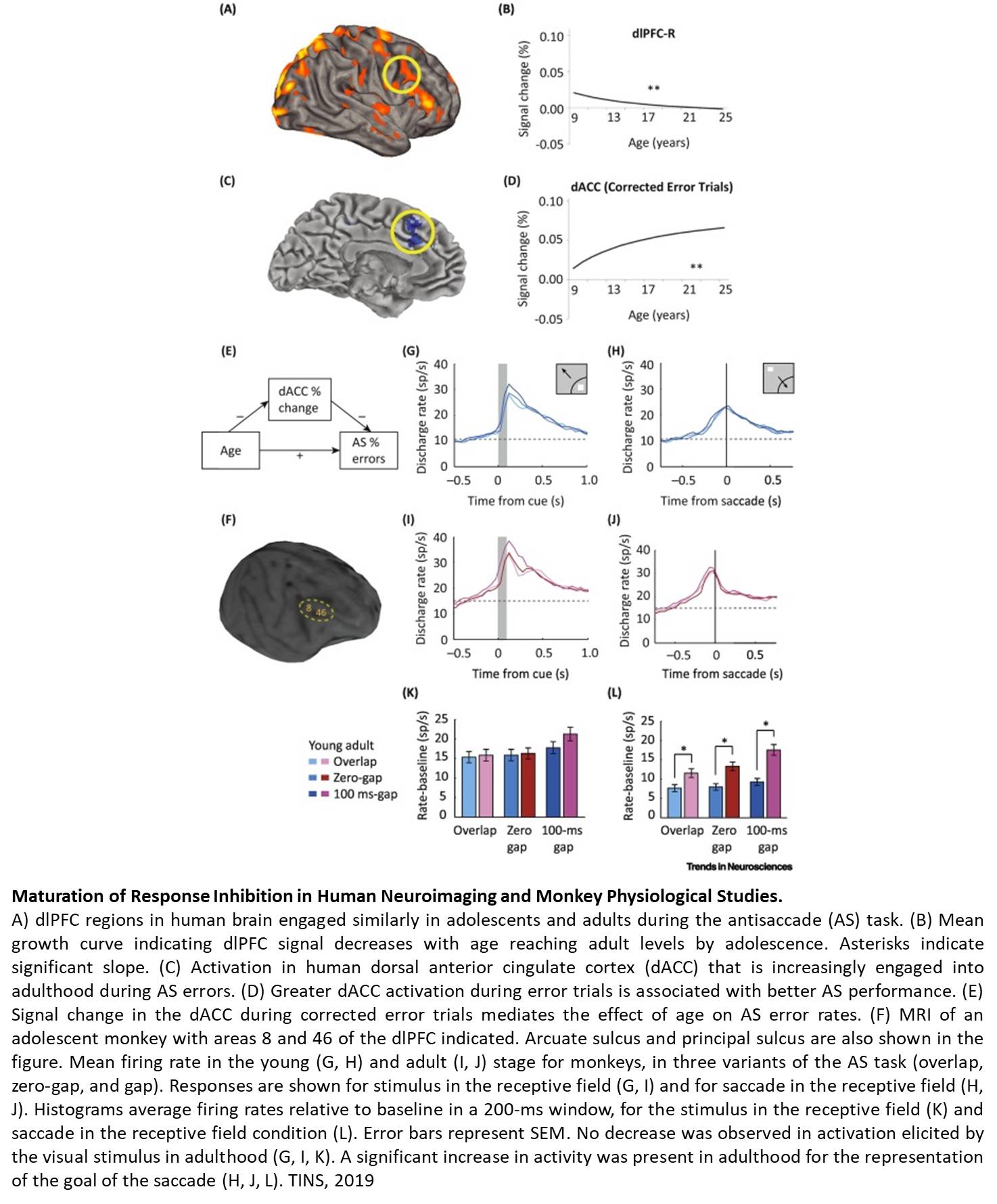Neural mechanism of lack of self control during adolescence 