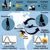 Silent spread of Zika detected using genomic and travel surveillance