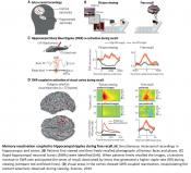 Hippocampal ripples in human memory formation and recall!