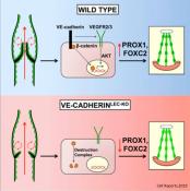 Cellular processes controlling the formation of lymphatic valves &nbsp;identified!