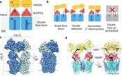 The atomic structure of the metabolic enzyme transhydrogenase revealed