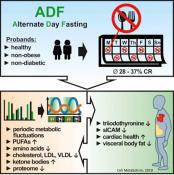 Is alternate-day fasting a safe alternative to caloric restriction?