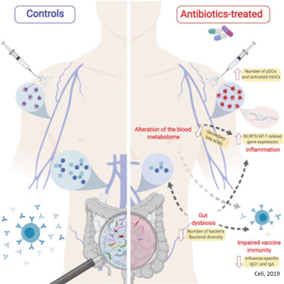 Antibiotics disruption of microbiome may adversely affect viral infections 