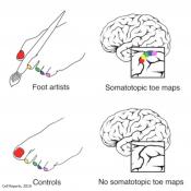 Feet map of the toe artist is mapped in the brain!