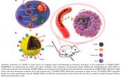Exosome based nanoparticles as drug carriers for chemotherapy