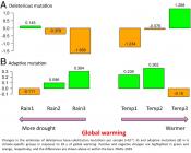 Genetic responses of wheat to global warming