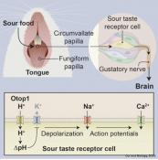 Sour taste receptor identified!