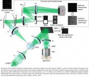 Confocal reflectance interferometric microscopy to study nuclear and plasma membrane mechanics