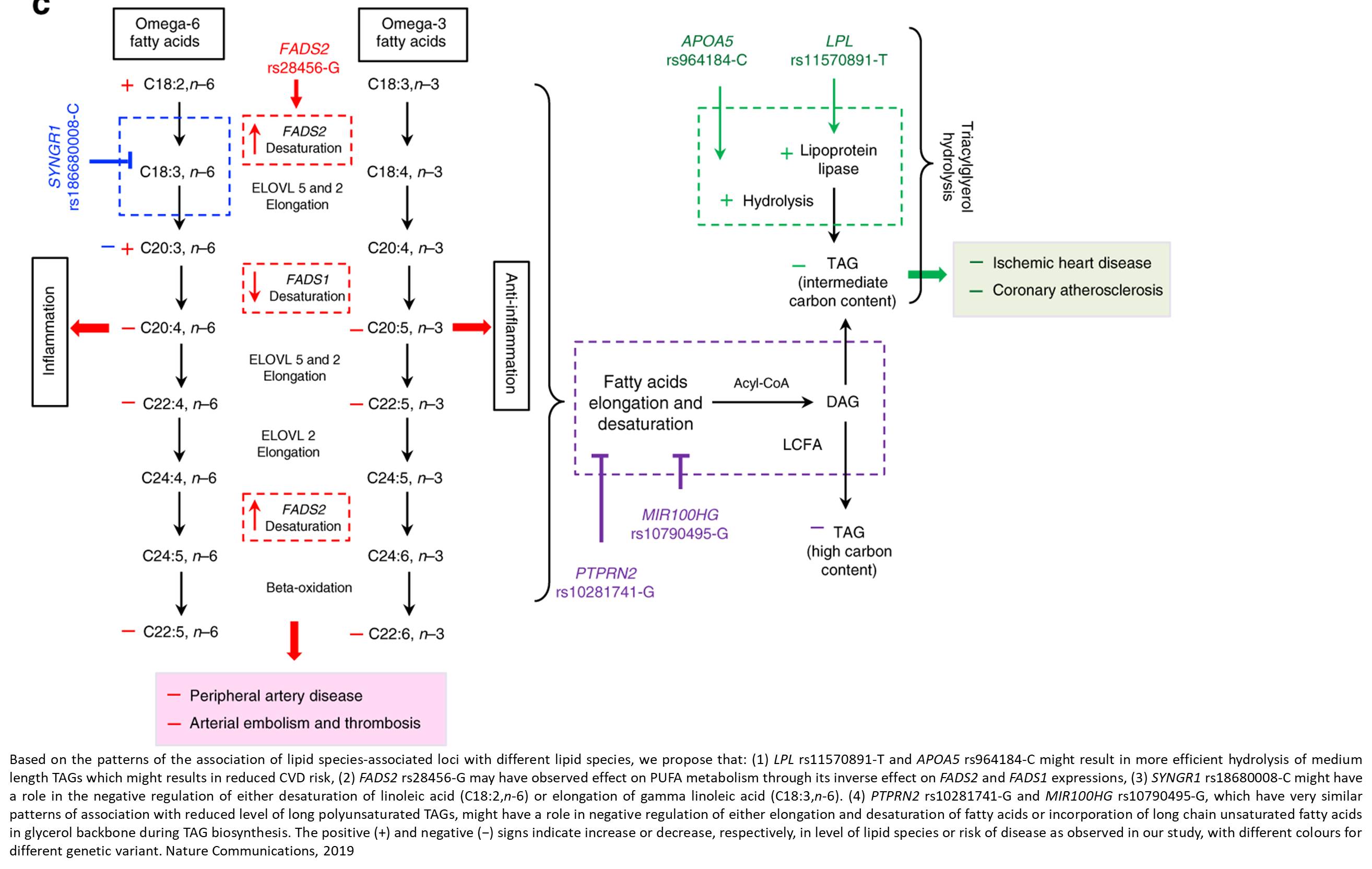 A comprehensive lipidomics &nbsp;for the genetic regulation of cardiac diseases
