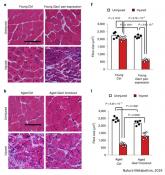 Reversing muscle stem cell suppression in aged muscles