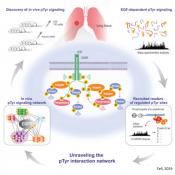Rewiring of signaling networks in lung tumors