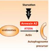An alternative pathway for starvation-induced autophagy