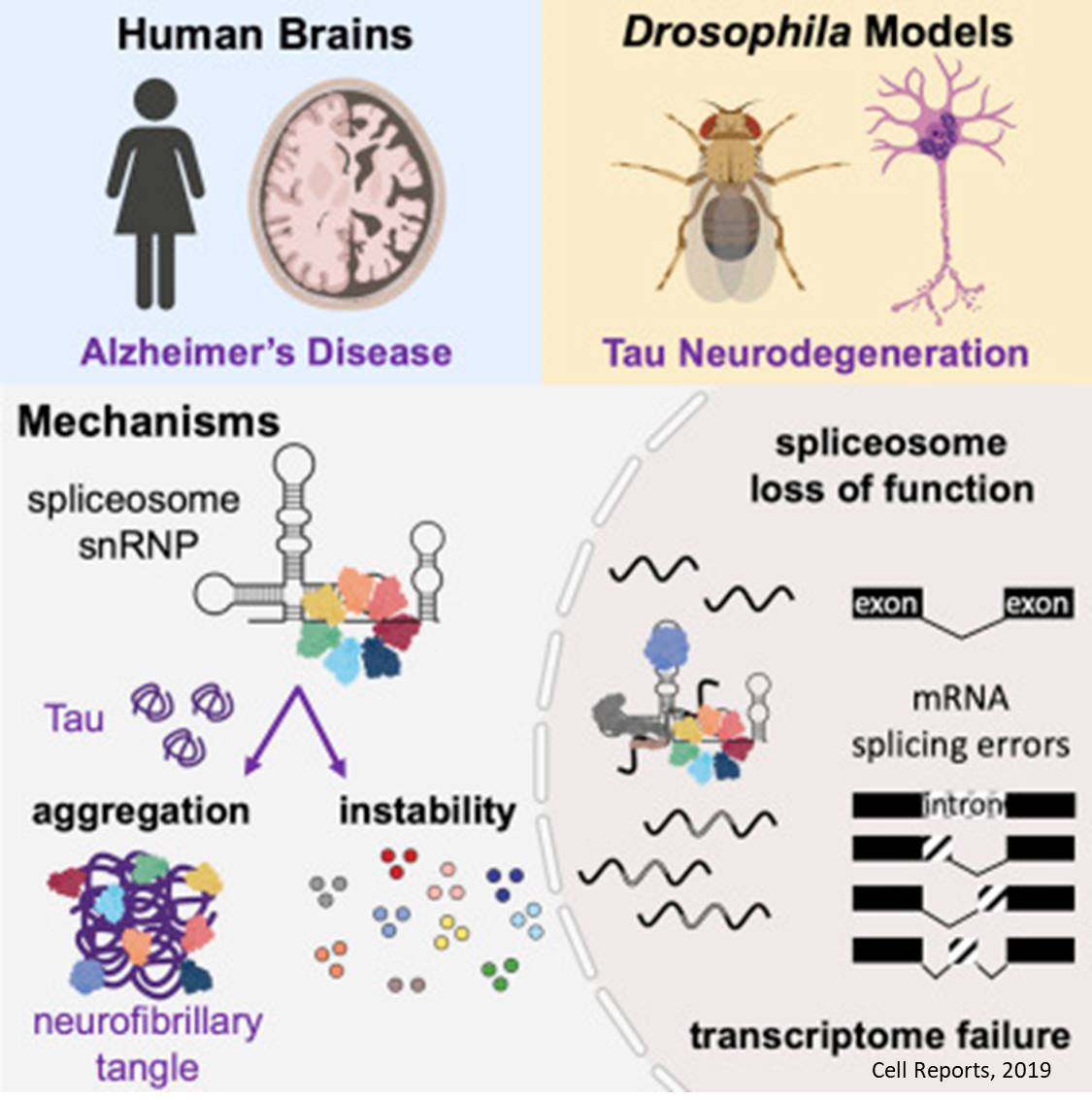 RNA splicing errors mediated by tau linked to Alzheimer&#039;s disease
