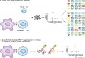 Proteomics of T cell differentiation!