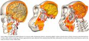 Brain reorganization during human evolution