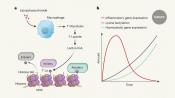 Histone lactylation and cancer!