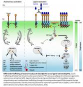 Regulation of auto and ligand induced activation of receptors